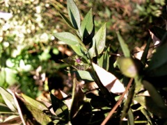 Ruscus aculeatus (Fragon faux houx) - Fleur