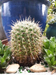 Echinocereus chloranthus (Cactus hérisson)