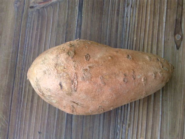 Ipomoea batatas (Patate douce)