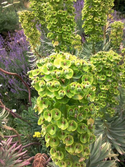Euphorbia characias (Euphorbe des garrigues) - fruits