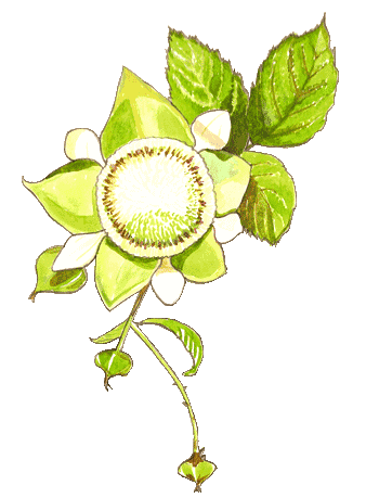 Rubus Idaeus - Framboisier