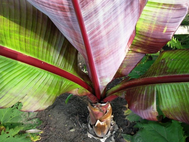 Ensete ventricosum (Bananier d'Abyssinie) - Feuilles rouges