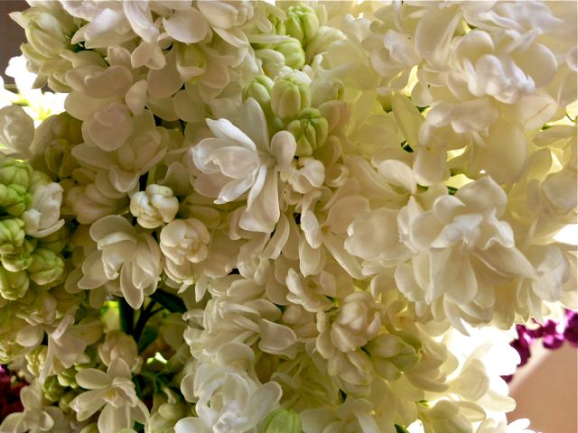 Syringa vulgaris (Lilas) - Blanc double