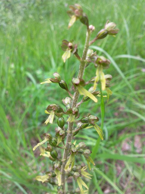 Listera ovata (Listère à feuilles ovales) - Hampe