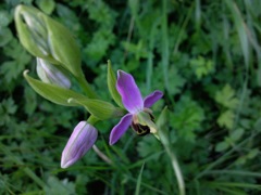 Ophrys apifera (Ophrys Abeille) - Boutons