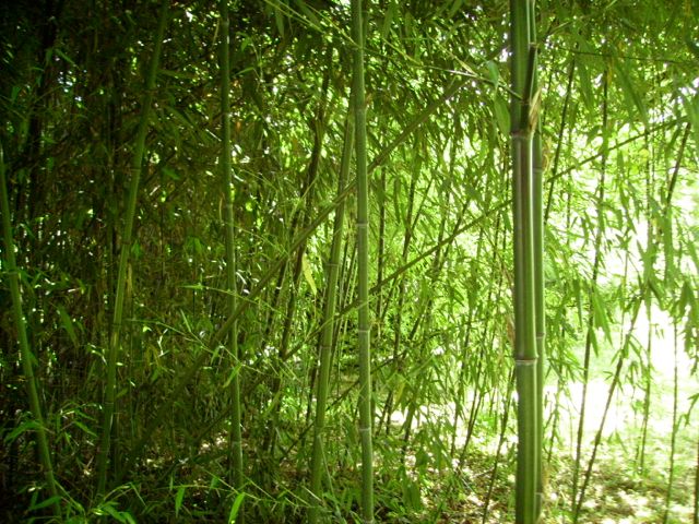 Phyllostachys  (Bambou) - Lisière