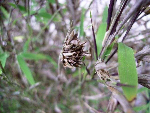 Phyllostachys  (Bambou) - Fleur