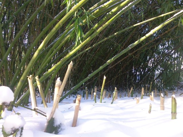 Phyllostachys  (Bambou) - Coupe