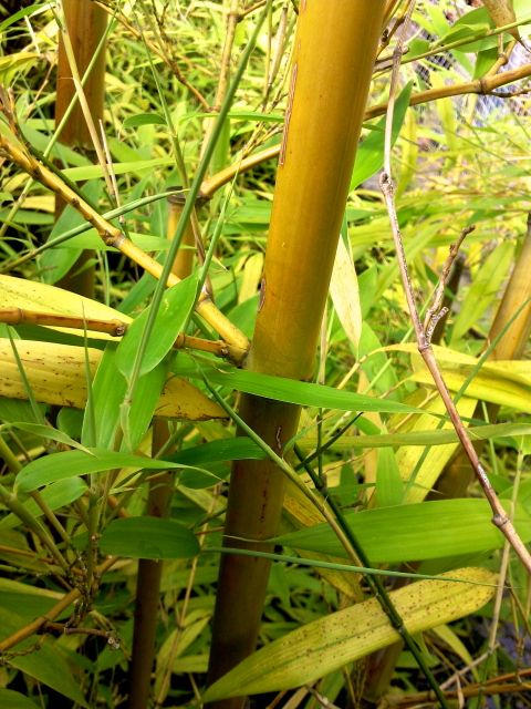 Phyllostachys aureosulcata (Bambou Jaune) - Chaume