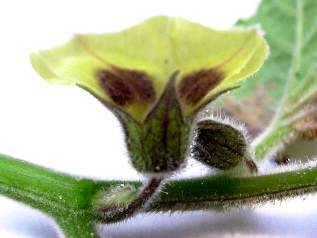 Physalis peruviana (Coqueret du Pérou) - Fleur de profil