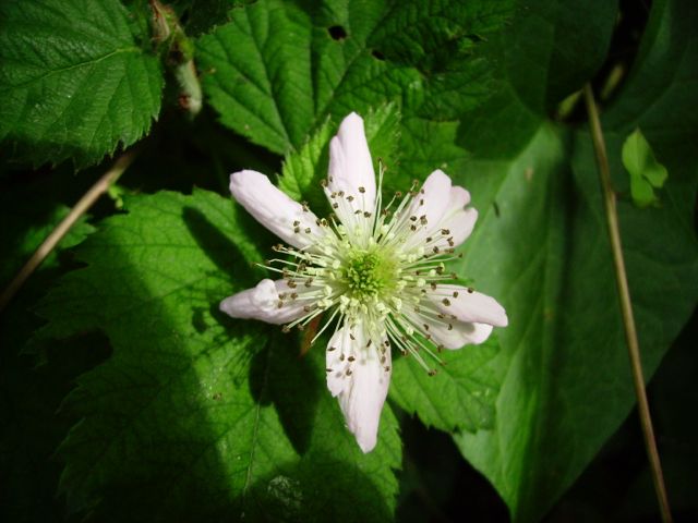 Rubus fruticosus (Ronce commune) - Fleur à 6 pétales