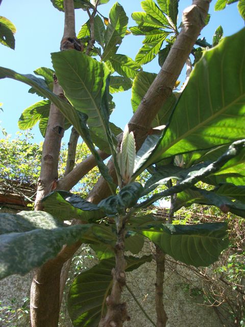 Eriobotrya japonica (Néflier du japon)