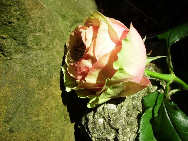 Rosa (Rose) - Bords verts