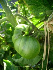 Solanum lycopersicum (Tomate) - Verte