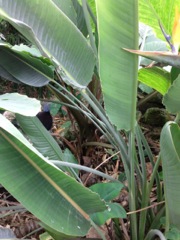 Strelitzia reginae (Oiseau de paradis) - Feuilles
