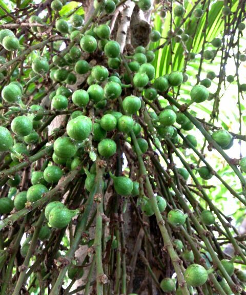 Ficus capensis