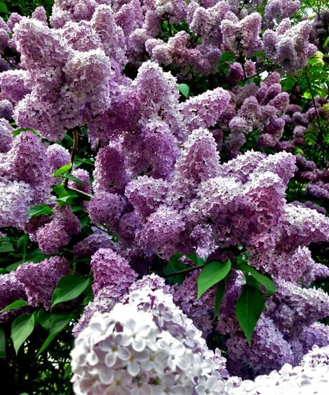 Syringa vulgaris (Lilas)