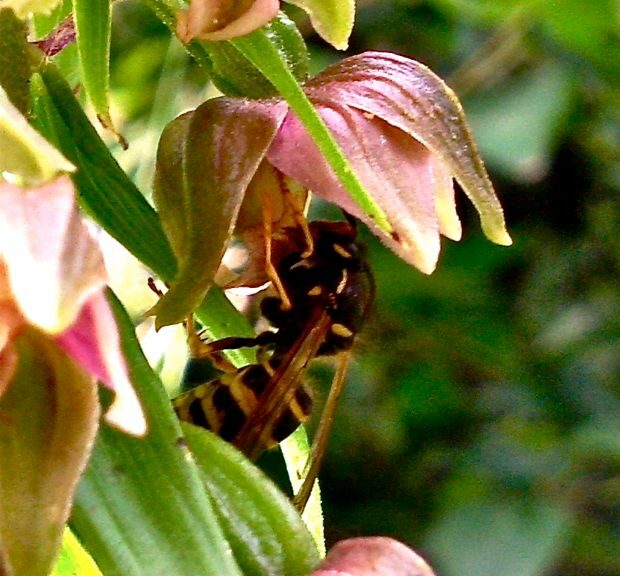 Epipactis helleborine