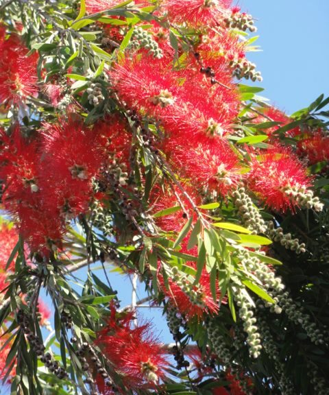 Callistemon (Goupillon)