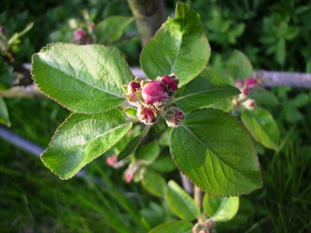 Boutons de pommier