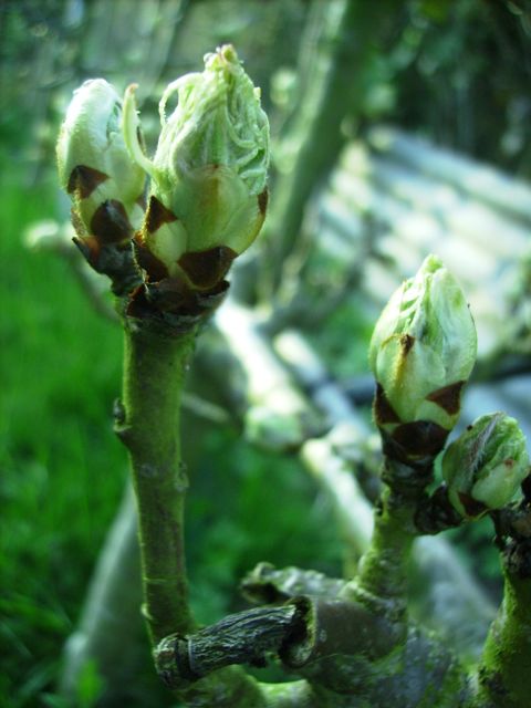 Poirier (Pyrus communis)