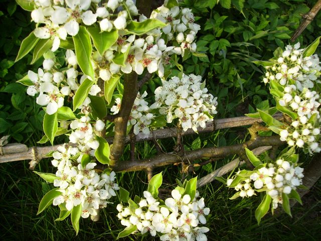 Poirier (Pyrus communis)