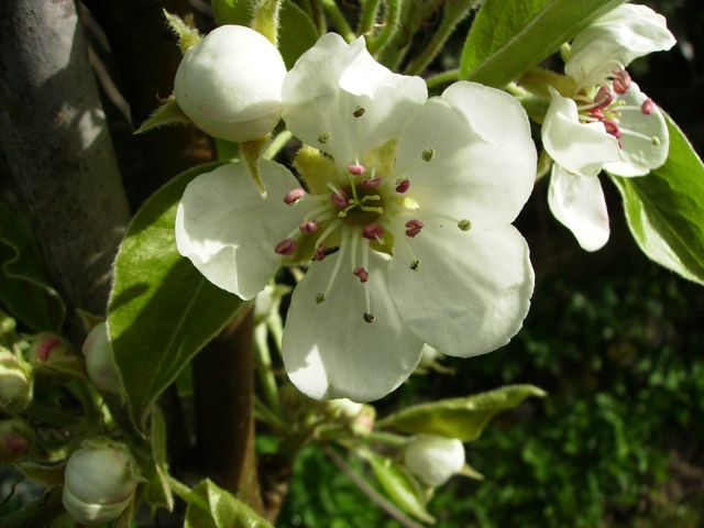 Fleur de poirier