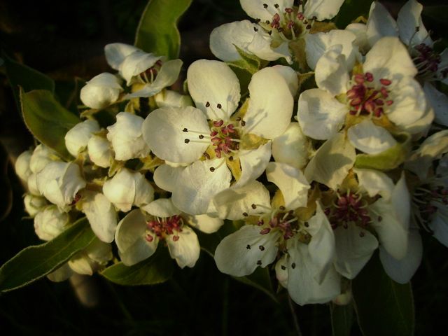 Poirier (Pyrus communis)