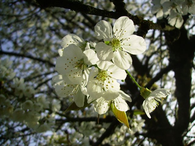 Cerisier en fleurs