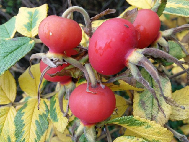 Fruits de rugosia